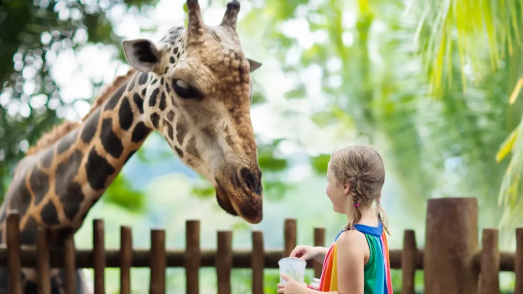 Central Park and the New Zoo Experience., Top 5 Must-Visit NYC Attractions for 2025, CheapTravelASAP